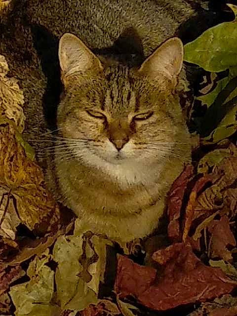 Lilas participe au concours pour gagner de l'argent avec cette photo : art, carnivore, cat, deciduous, domestic_short_haired_cat, felidae, fur, grass, lynx, plant, small_to_medium_sized_cats, snout, terrestrial_animal, tree, trunk, whiskers, wildlife, wood