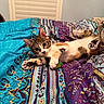 Mochi is registered to the contest to win money with this photo: cat, kitten, animal, pet, feline, tabby, white_fur, spotted_fur, blue_eyes, face, whiskers, ears, paws, belly_up, lying_down, blanket, patterned_fabric, bedroom, indoor, portrait