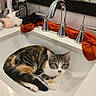 Mochi joined the competition — help win amazing prizes! cat, calico_cat, animal, pet, sink, bathroom, faucet, countertop, mirror, towels, toiletries, indoors, portrait, sitting, lying_down, resting, white_fur, tabby_pattern, orange_fur, home