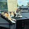 cat, kitten, calico, dashboard, car, vehicle, indoors, outdoors, portrait, closeup, lying_down, relaxed, green_eyes, whiskers, fur, animal, pets, automotive, window, daylight