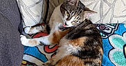 Mochi joined the competition — help win amazing prizes! cat, calico_cat, pet, animal, sleepy, relaxed, lying_down, tongue_out, whiskers, green_eyes, striped_fur, tri_color, white_paws, indoor, couch, blanket, pillows, colorful, cozy, portrait