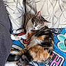 cat, calico_cat, pet, animal, sleepy, relaxed, lying_down, tongue_out, whiskers, green_eyes, striped_fur, tri_color, white_paws, indoor, couch, blanket, pillows, colorful, cozy, portrait