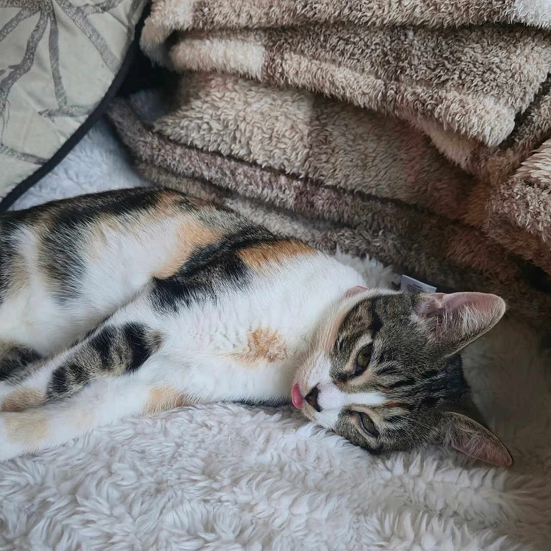 Mochi