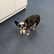 Peanut is registered to the contest to win money with this photo: animal, black_and_white, cabinet, canine, carpet, companion, curious, cute, dog, domestic, ears, floor, four_legs, fur, household, indoor, looking_up, pet, small_dog, standing