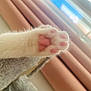Ziggy joined the competition — help win amazing prizes! animal, blurred_background, cat, close_up, cozy, curtains, cute, detail, feline, fluffy, indoors, natural_light, paw, pet, pink_pads, resting, soft_texture, warm_colors, white_fur, window