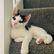 Ziggy is registered to the contest to win money with this photo: animal, black_and_white, carpet, cat, curious, cute, ears, feline, fur, indoor, kitten, lying_down, paw_pads, pet, relaxed, small, stairs, whiskers, white_wall, young