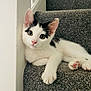 Ziggy is registered to the contest to win money with this photo: animal, black_and_white, carpet, cat, close_up, curious, cute, feline, indoor, kitten, paw, pet, pink_nose, portrait, relaxed, resting, soft_light, stairs, whiskers, young