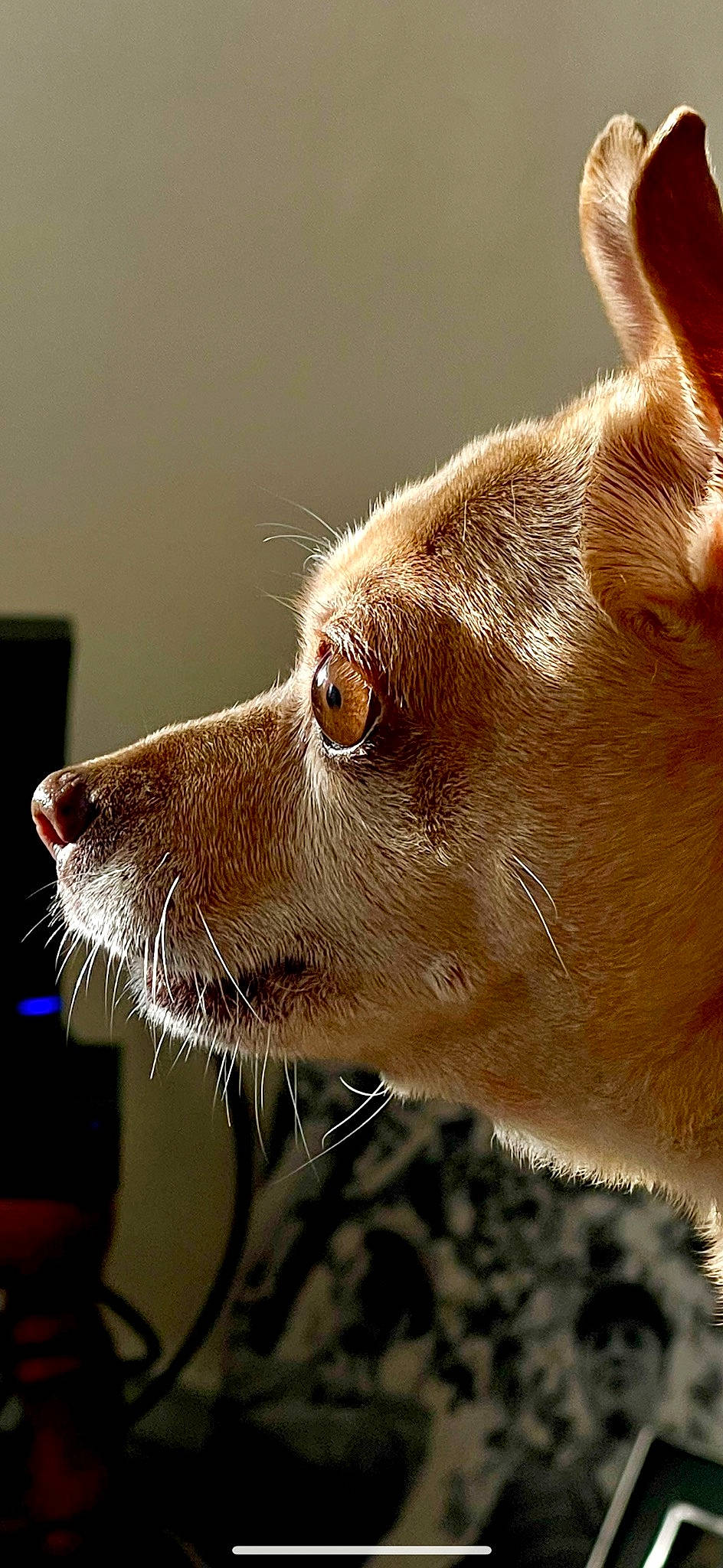 Emmylou is registered to the contest to win money with this photo: canidae, carnivore, companion_dog, dog, dog_breed, ear, eyelash, fawn, fur, liver, snout, sporting_group, terrestrial_animal, whiskers, wildlife, working_animal