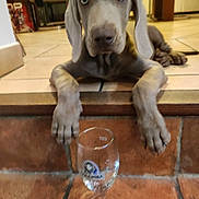 Ubac a rejoint le concours — aidez-le/la à gagner de superbes lots ! blue_eyes, close_up, cute, dog, floppy_ears, glassware, gray_fur, home, indoor, large_paws, lying_down, portrait, puppy, short_coat, sitting, stairs, tile_floor, weimaraner, wine_glass, wood_floor