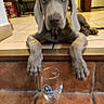blue_eyes, close_up, cute, dog, floppy_ears, glassware, gray_fur, home, indoor, large_paws, lying_down, portrait, puppy, short_coat, sitting, stairs, tile_floor, weimaraner, wine_glass, wood_floor