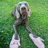 Ubac a rejoint le concours — aidez-le/la à gagner de superbes lots ! animal, collar, dog, eyes, face, floppy_ears, funny, fuzzy_slippers, garden, grass, gray_dog, house, lawn, long_legs, outdoor, pet, pink_slippers, portrait, sitting, weimaraner