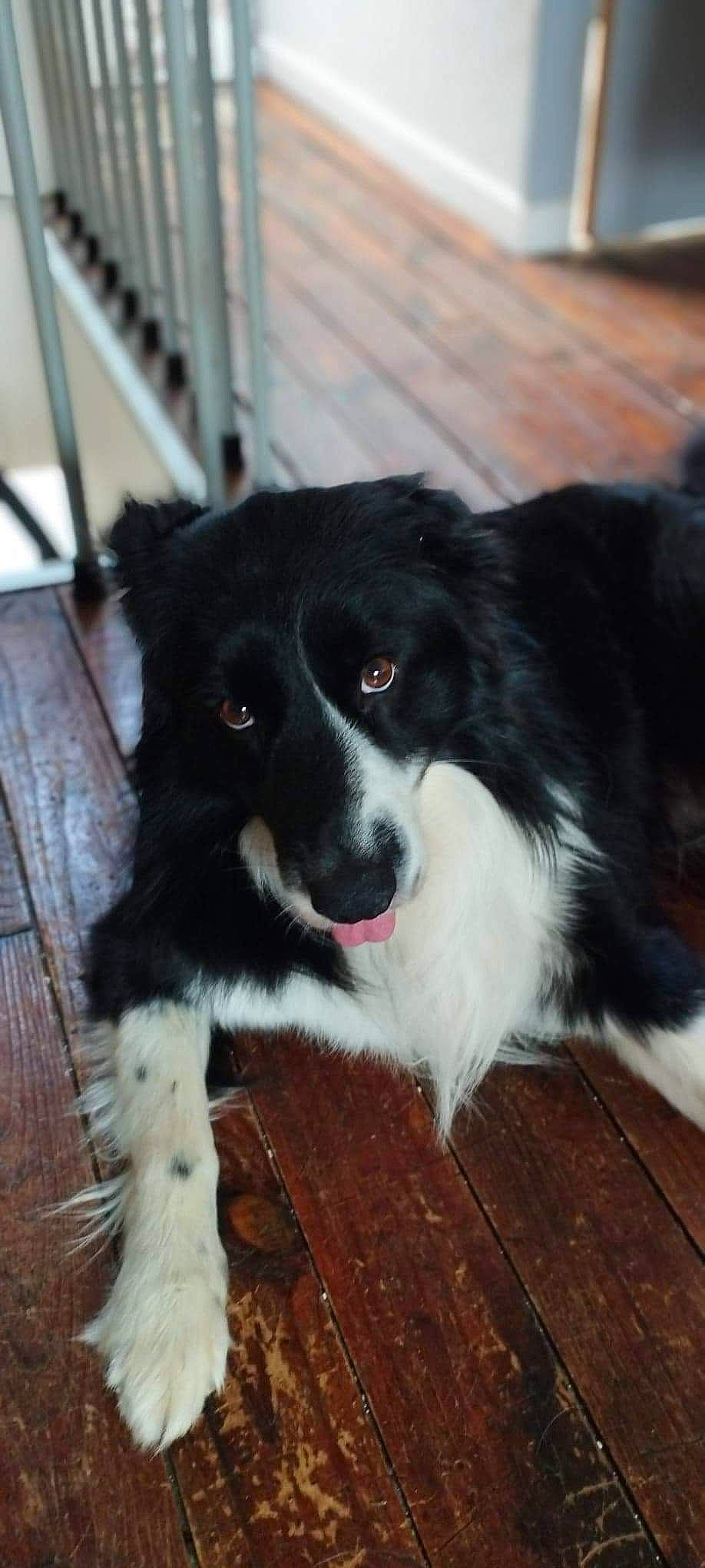 Oudini participe au concours pour gagner de l'argent avec cette photo : australian_collie, border_collie, canidae, carnivore, collar, companion_dog, dog, dog_breed, fur, hardwood, herding_dog, snout, sporting_group, whiskers, working_animal, working_dog