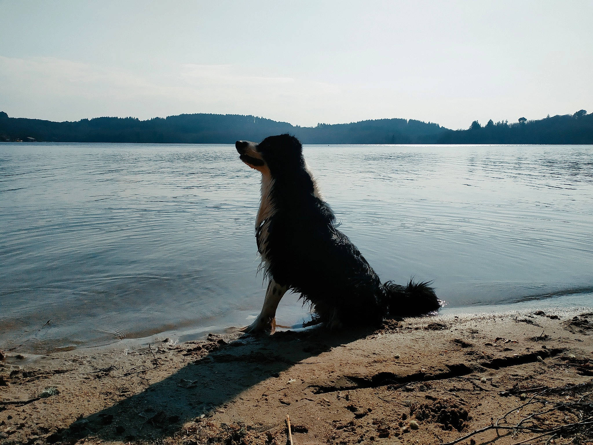 Oudini a rejoint le concours — aidez-le/la à gagner de superbes lots ! beach, carnivore, cloud, coastal_and_oceanic_landforms, dog, dog_breed, happy, horizon, lake, landscape, retriever, rock, sand, sky, sporting_group, tree, water, wave, wind_wave, wood