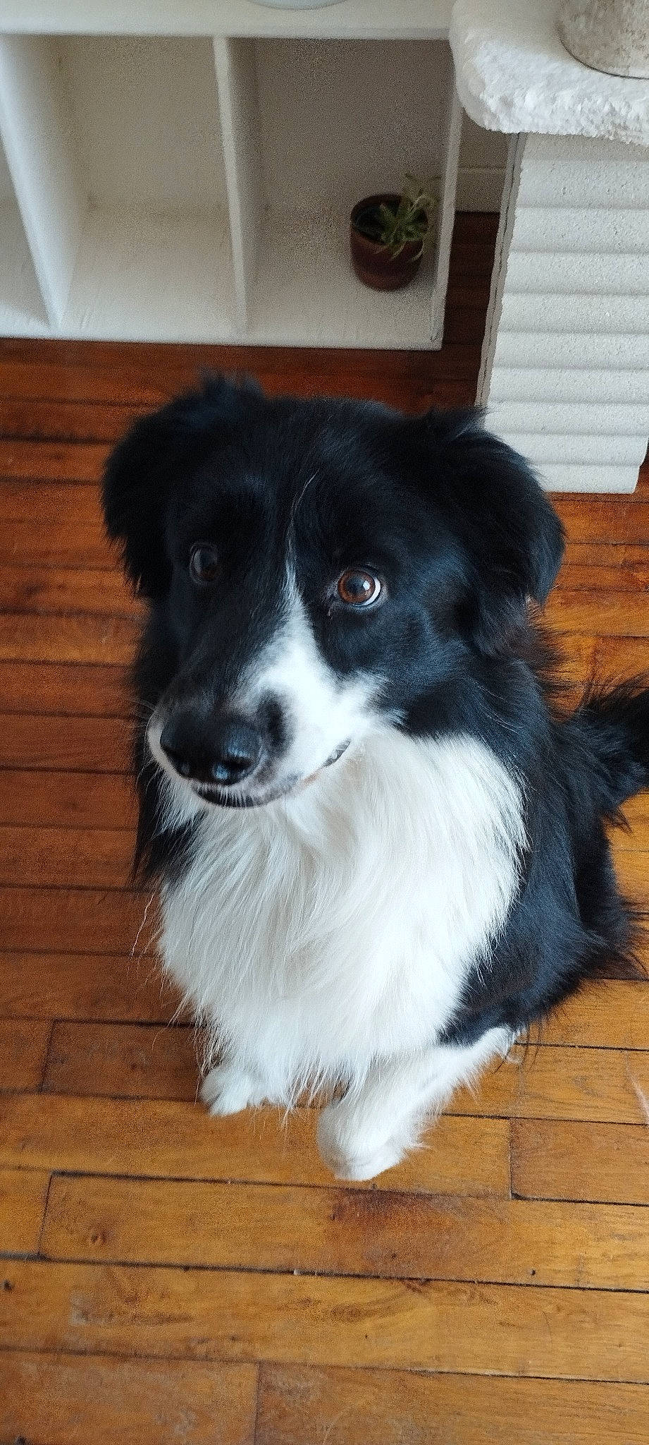 Oudini participe au concours pour gagner de l'argent avec cette photo : australian_collie, borador, border_collie, canidae, carnivore, companion_dog, dog, dog_breed, door, fur, hardwood, herding_dog, snout, sporting_group, whiskers, wood, wood_flooring, wood_stain, working_animal, working_dog