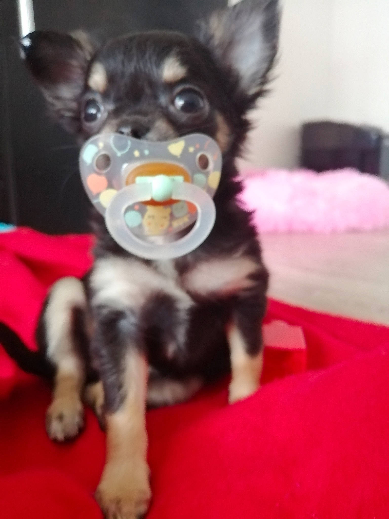 Daisy participe au concours pour gagner de l'argent avec cette photo : art, canidae, carnivore, chihuahua, companion_dog, dog, dog_breed, dog_supply, ear, fawn, fur, paw, russkiy_toy, snout, sporting_group, tail, toy, toy_dog, whiskers, working_animal