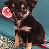 Daisy participe au concours pour gagner de l'argent avec cette photo : canidae, carnivore, chihuahua, companion_dog, corgi_chihuahua, dog, dog_breed, dog_supply, eye, fawn, fur, liver, non_sporting_group, snout, sporting_group, terrestrial_animal, toy_dog, whiskers, working_animal