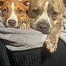 Minnow joined the competition — help win amazing prizes! dog, pets, brown_dog, brindle_dog, blanket, resting, indoor, closeup, snuggling, cute, animal, companion, fur, portrait, relaxed, laying_down, canine, friendship, cozy, home