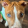 dog, puppy, heterochromia, blue_eye, brown_eye, close_up, looking_up, curious, pet, canine, fur, ears, snout, nose, wood_floor, indoor, animal, portrait, young_dog, cute