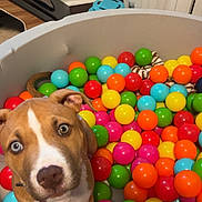 Minnow is registered to the contest to win money with this photo: dog, ball_pit, colorful_balls, indoor, pet, curious, blue_eyes, brown_and_white, playful, plastic_balls, pit, looking_up, cute, young_dog, animal, household, floor, toy, pet_play, companion