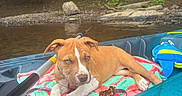 Minnow is registered to the contest to win money with this photo: adventure, animal, blue_eyes, brown_dog, dog, forest, kayak, leash, nature, outdoor, paddle, pet, puppy, recreation, resting, river, summer, towel, water, white_markings