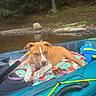 Minnow is registered to the contest to win money with this photo: puppy, dog, kayak, towel, outdoor, river, water, forest, nature, paddle, blue_eyes, brown_dog, white_markings, resting, pet, summer, adventure, recreation, animal, leash