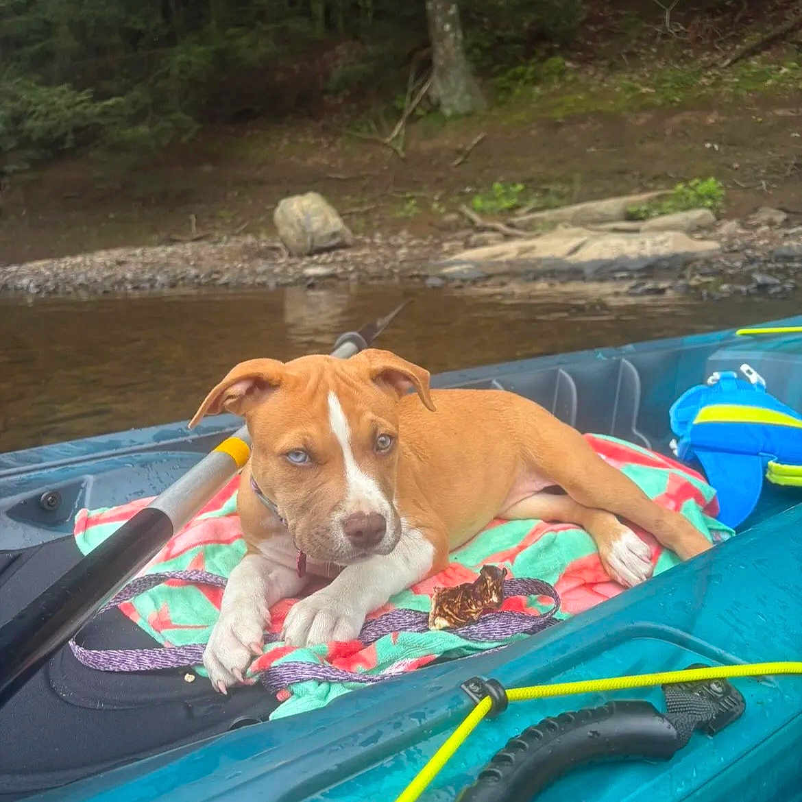 Minnow is registered to the contest to win money with this photo: puppy, dog, kayak, towel, outdoor, river, water, forest, nature, paddle, blue_eyes, brown_dog, white_markings, resting, pet, summer, adventure, recreation, animal, leash