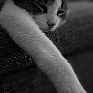 Lady participe au concours pour gagner de l'argent avec cette photo : cat, sleeping, paw, close_up, black_and_white, fur, relaxation, indoor, resting, texture, cozy, animal, mammal, whiskers, peaceful, cute, domestic_cat, portrait, feline, soft