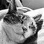 Lady a rejoint le concours — aidez-le/la à gagner de superbes lots ! cat, sleeping, close_up, black_and_white, whiskers, fur, peaceful, sunlight, soft_light, cozy, pet, animal, relaxed, indoor, portrait, domestic_cat, cute, resting, face, ears