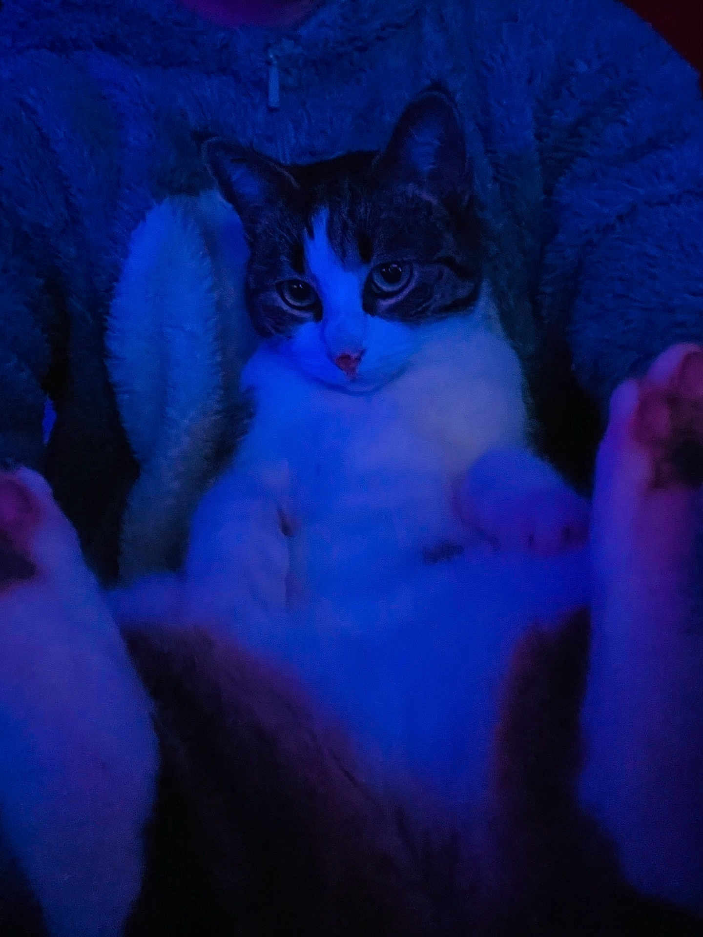 Lady a rejoint le concours — aidez-le/la à gagner de superbes lots ! cat, animal, pet, feline, fluffy, blanket, indoor, relaxed, blue_light, cozy, fur, paw, cute, mammal, whiskers, portrait, companion, domestic_animal, resting, soft