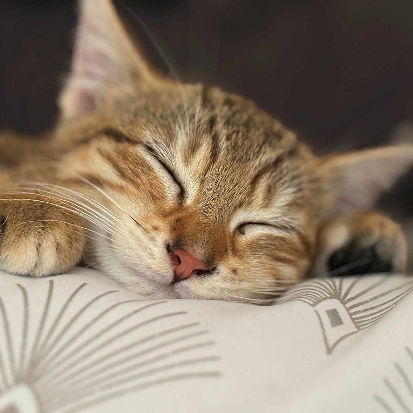 Moon a rejoint le concours — aidez-le/la à gagner de superbes lots ! abyssinian, animal, blanket, cat, couch, egyptiancat, furniture, kitten, manx, person, pet, sleeping