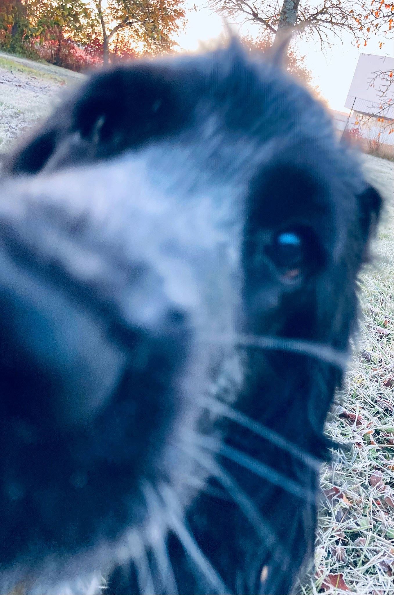 Saturne participe au concours pour gagner de l'argent avec cette photo : alpaca, azure, beak, bird, camelid, casuariiformes, daytime, electric_blue, emu, eye, eyelash, feather, fence, flightless_bird, grass, head, ratite, snout, terrestrial_animal, tree