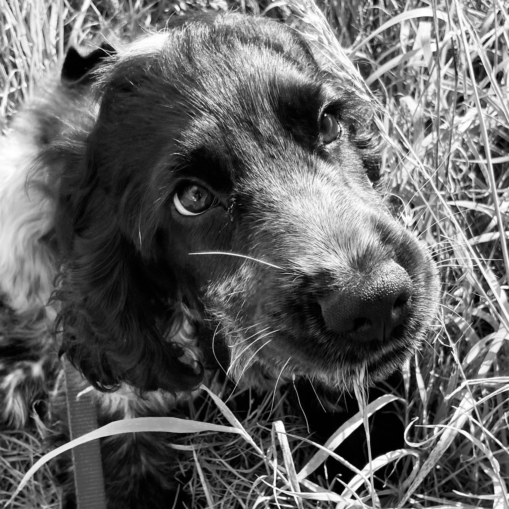 Saturne a rejoint le concours — aidez-le/la à gagner de superbes lots ! canidae, carnivore, companion_dog, dog, dog_breed, fur, grass, gun_dog, liver, monochrome, monochrome_photography, retriever, russian_spaniel, snout, spaniel, sporting_group, style, terrestrial_animal, whiskers, working_animal