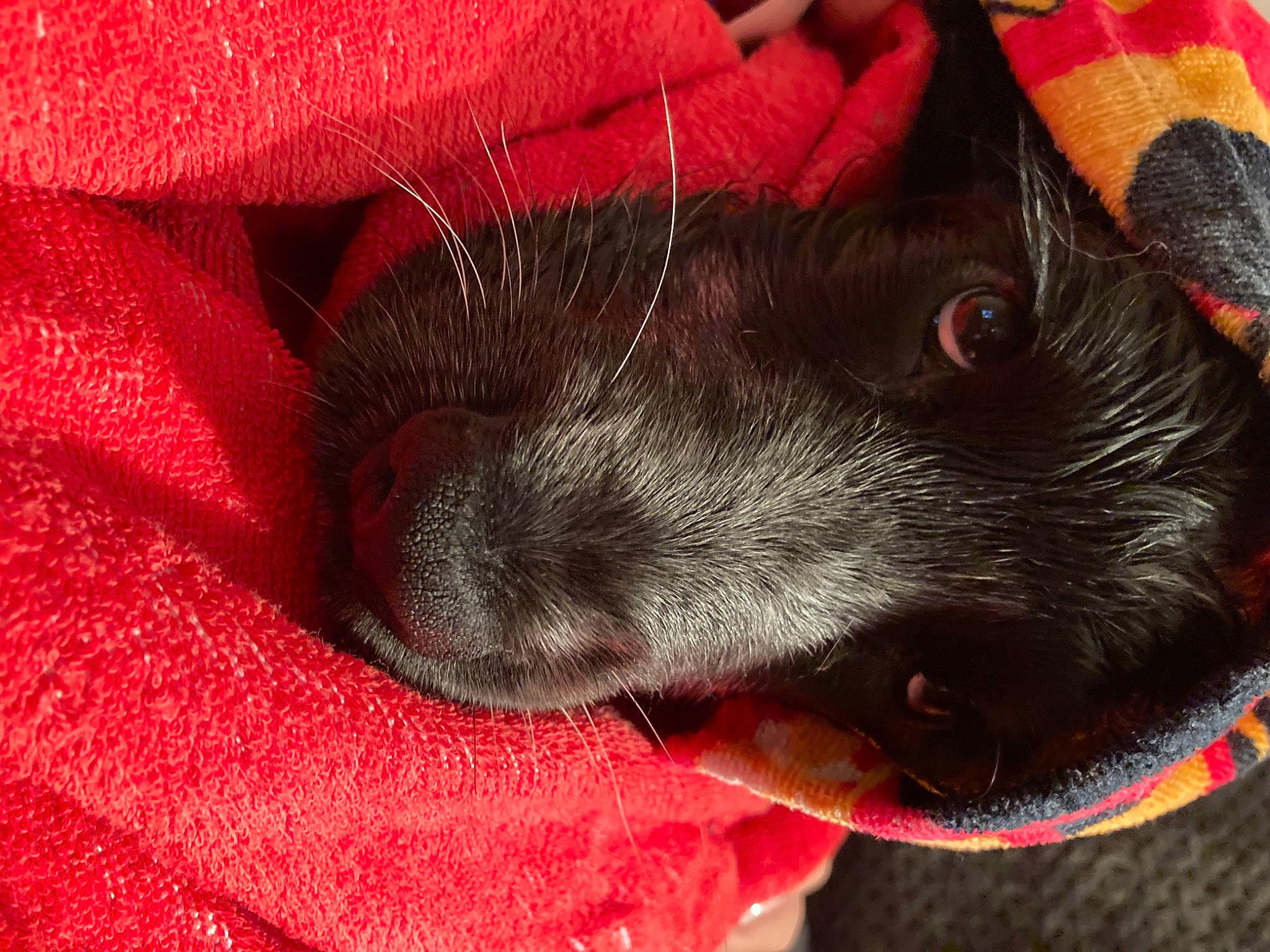 Saturne participe au concours pour gagner de l'argent avec cette photo : canidae, carmine, carnivore, claw, close_up, comfort, companion_dog, dog, dog_breed, felidae, foot, fur, liver, pattern, paw, red, snout, sporting_group, tail, whiskers