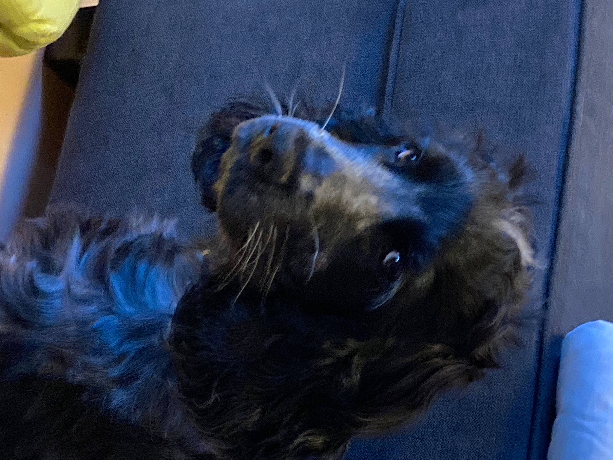 Saturne participe au concours pour gagner de l'argent avec cette photo : borador, canidae, carnivore, companion_dog, dog, dog_breed, electric_blue, fur, guard_dog, gun_dog, liver, retriever, snout, spaniel, sporting_group, terrestrial_animal, whiskers, working_animal