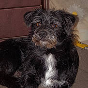 乌鸡哥 is registered to the contest to win money with this photo: animal, black_dog, brown, brown_eyes, companion, cushion, cute, dog, ears, fur, indoor, leather, lying_down, muzzle, pet, portrait, relaxed, scruffy, whiskers, white_patch