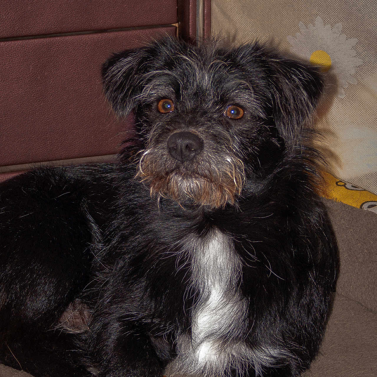 乌鸡哥 is registered to the contest to win money with this photo: animal, black_dog, brown, brown_eyes, companion, cushion, cute, dog, ears, fur, indoor, leather, lying_down, muzzle, pet, portrait, relaxed, scruffy, whiskers, white_patch