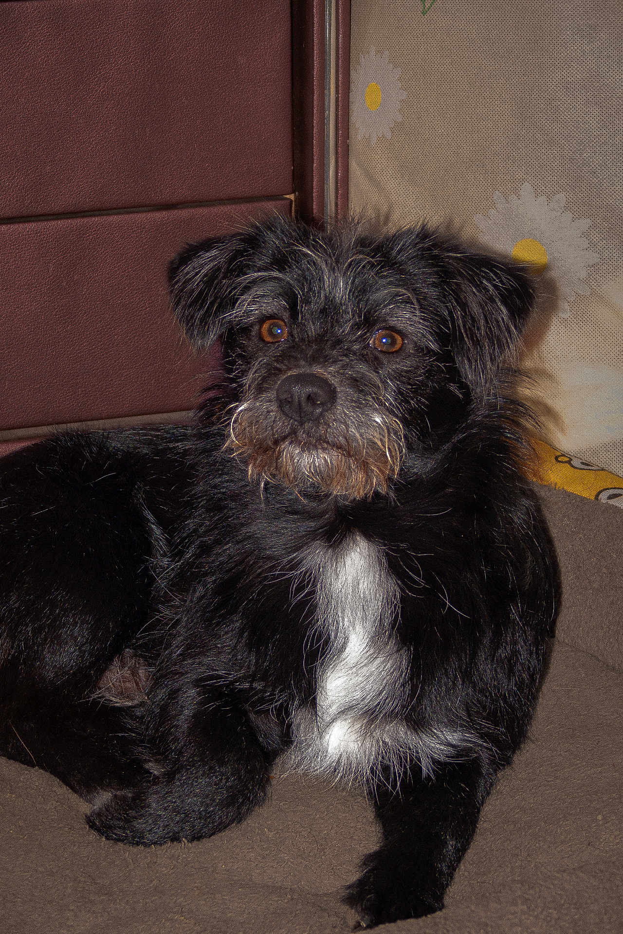 乌鸡哥 is registered to the contest to win money with this photo: animal, black_dog, brown, brown_eyes, companion, cushion, cute, dog, ears, fur, indoor, leather, lying_down, muzzle, pet, portrait, relaxed, scruffy, whiskers, white_patch