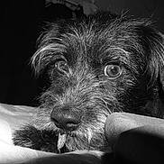 乌鸡哥 is registered to the contest to win money with this photo: animal, black_and_white, close_up, cute, detail, dog, expression, eyes, face, fur, indoor, laying_down, nose, pet, portrait, quiet, scruffy, soft_light, texture, whiskers