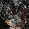 乌鸡哥 is registered to the contest to win money with this photo: animal, animal_face, black_fur, brown_eyes, canine, close_up, companion, cute, dog, domestic_animal, ears, expression, friendly, fur_texture, indoor, looking_at_camera, muzzle, pet, portrait, whiskers