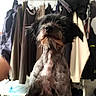 乌鸡哥 is registered to the contest to win money with this photo: animal, apparel, beard, black_fur, canine, clothes_rack, coat, cute, dog, fur, furniture, hanging_clothes, home, indoor, mammal, pet, portrait, shaved_body, standing, whiskers