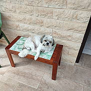 Milo participe au concours pour gagner de l'argent avec cette photo : dog, bench, wooden_furniture, cushion, pattern, stone_wall, tile_floor, indoor, pet, small_dog, fur, relaxed, resting, paw, tail, head, animal, domestic, companion, curious
