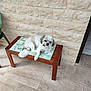 dog, bench, wooden_furniture, cushion, pattern, stone_wall, tile_floor, indoor, pet, small_dog, fur, relaxed, resting, paw, tail, head, animal, domestic, companion, curious