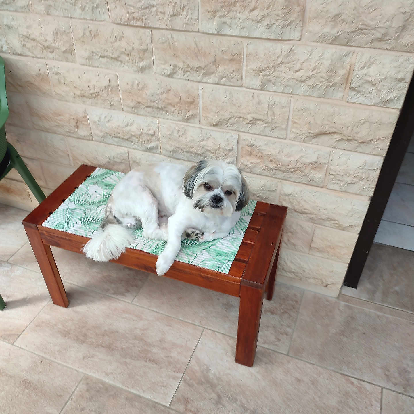 Milo participe au concours pour gagner de l'argent avec cette photo : animal, bench, companion, curious, cushion, dog, domestic, fur, head, indoor, pattern, paw, pet, relaxed, resting, small_dog, stone_wall, tail, tile_floor, wooden_furniture