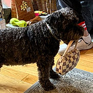 Bailee joined the competition — help win amazing prizes! dog, black_dog, pet, indoor, hardwood_floor, rug, handbag, toy, person, sneakers, socks, basket, furniture, floor, animal, domestic_animal, playful, standing, mouth_holding, collar