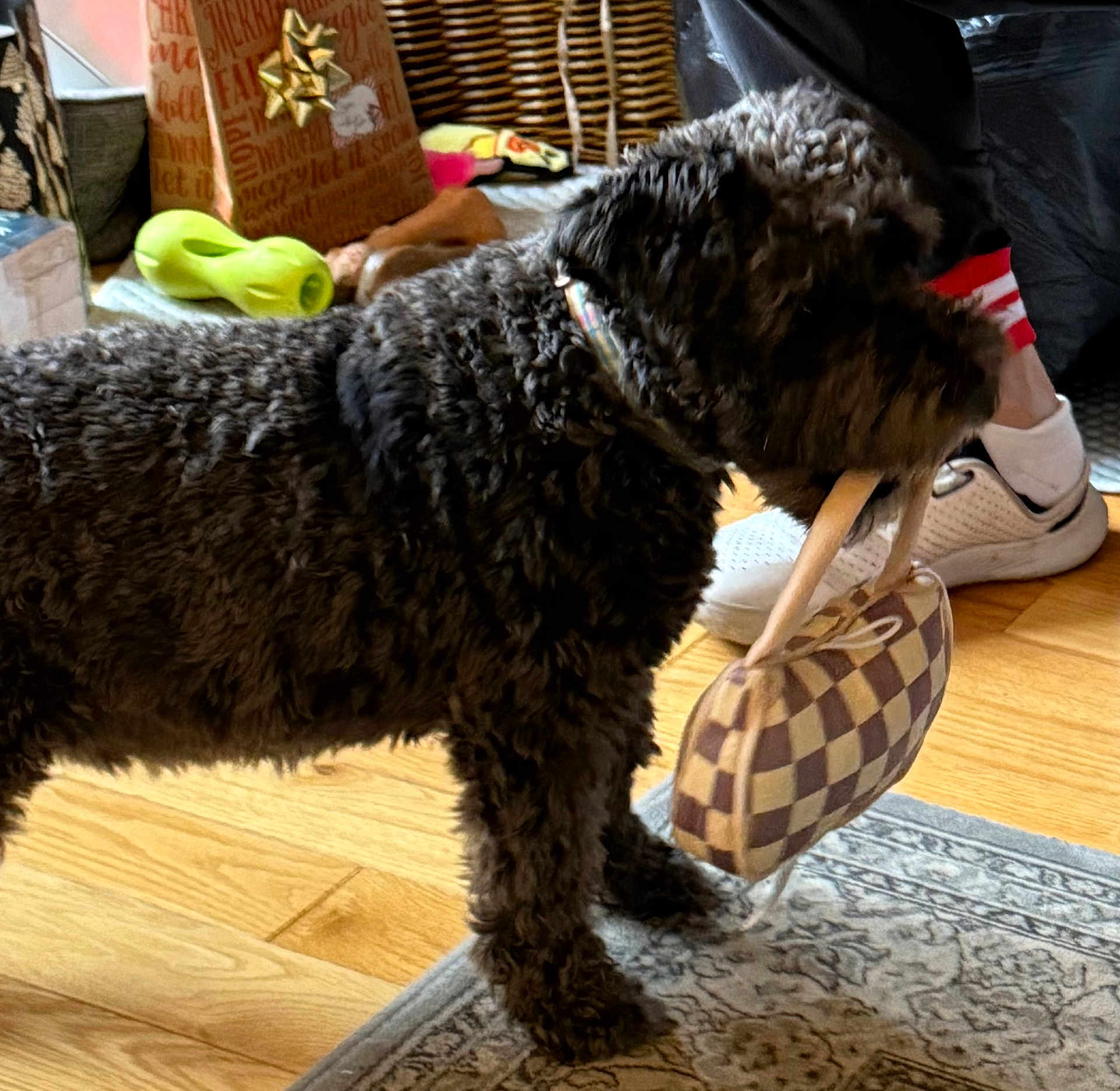 Bailee joined the competition — help win amazing prizes! dog, black_dog, pet, indoor, hardwood_floor, rug, handbag, toy, person, sneakers, socks, basket, furniture, floor, animal, domestic_animal, playful, standing, mouth_holding, collar