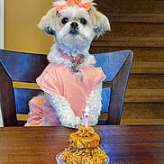 Ashley Rose joined the competition — help win amazing prizes! dog, pet, birthday, cake, candle, chair, table, indoor, stairs, pink_bow, pink_clothing, celebration, cute, fluffy, small_dog, portrait, animal, domestic, lighted_candle, happy