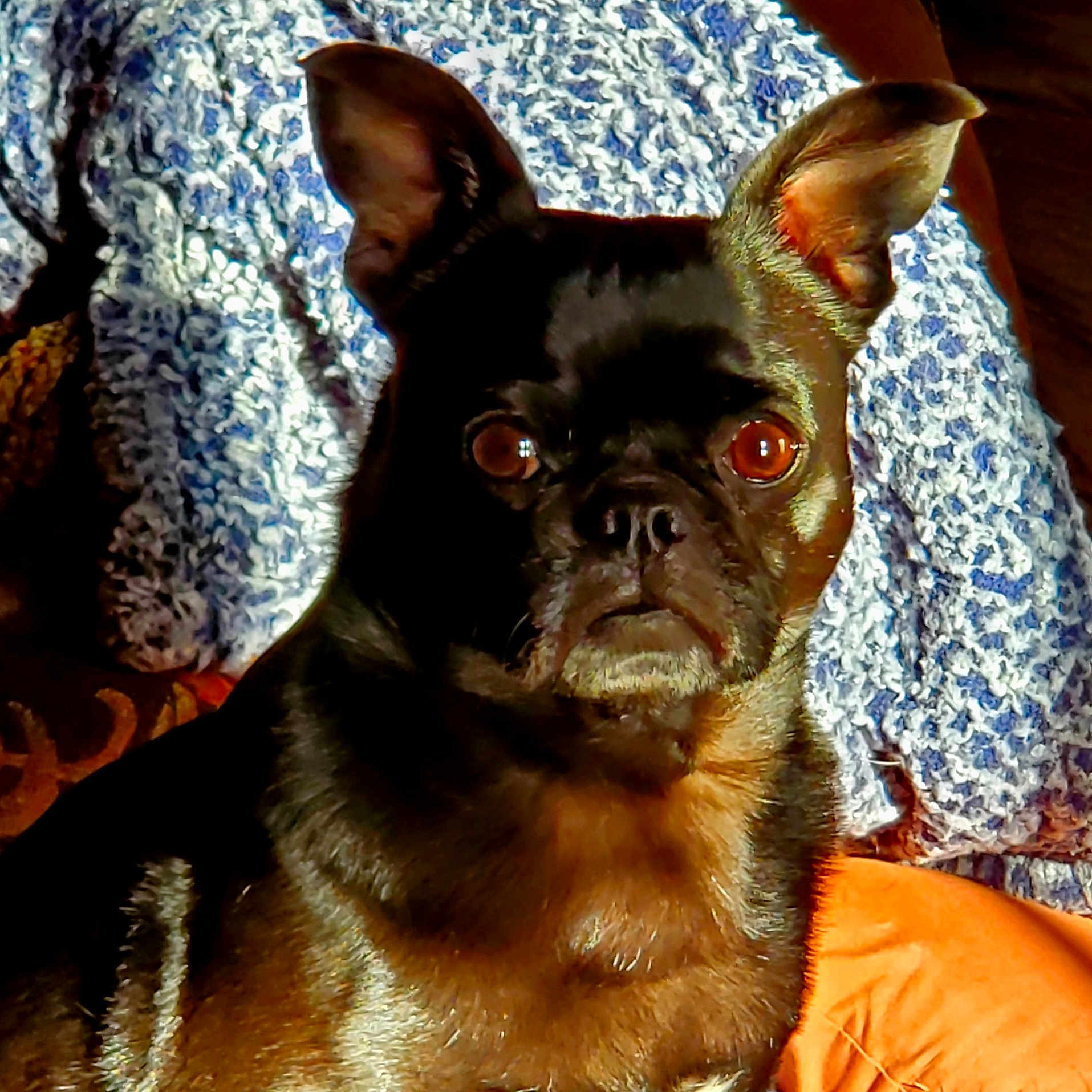 Tug joined the competition — help win amazing prizes! animal, bulldog, canine, chihuahua, couch, cushion, dog, frenchbulldog, furniture, homedecor, pet, pug, puppy, terrier
