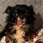 Tina a rejoint le concours — aidez-le/la à gagner de superbes lots ! dog, chihuahua, long_hair, black_fur, tan_fur, tongue_out, pet, cute, small_dog, indoor, blanket, christmas, holiday, festive, patterned_background, fur, animal, sitting, looking_at_camera, portrait