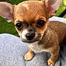 Bella a rejoint le concours — aidez-le/la à gagner de superbes lots ! puppy, dog, chihuahua, pet, animal, ears, cute, small, fur, outdoor, greenery, grass, face, eyes, nose, portrait, closeup, young, adorable, canine