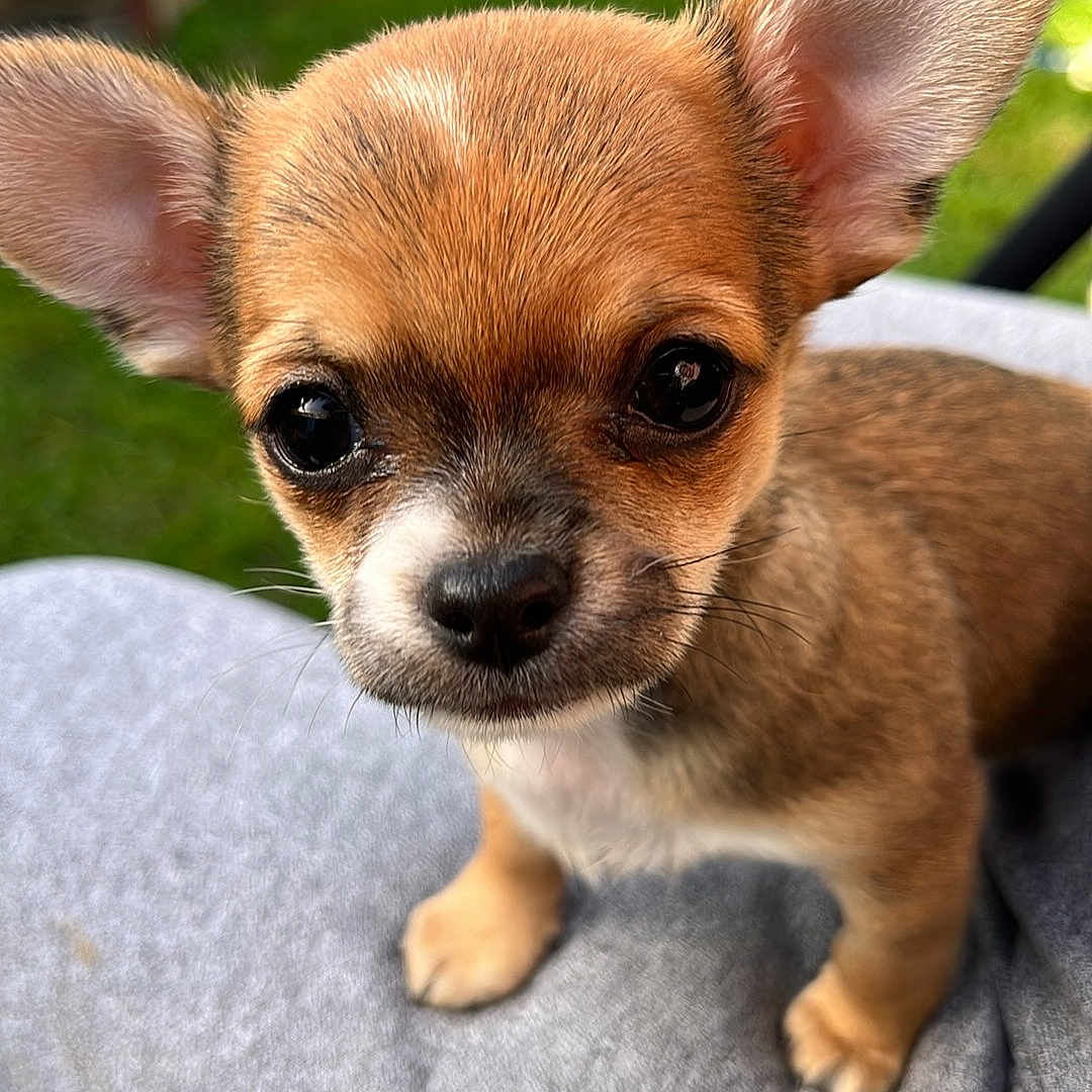 Bella